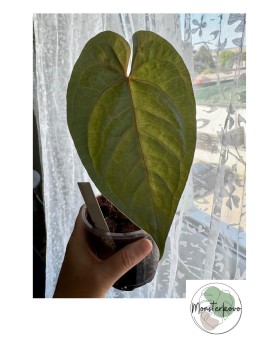 Anthurium Sagitatum x Magnificum