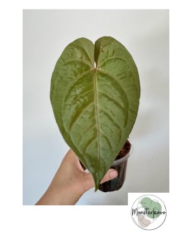 Anthurium Sagitatum x Magnificum