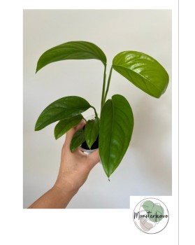 Monstera obliqua suriname