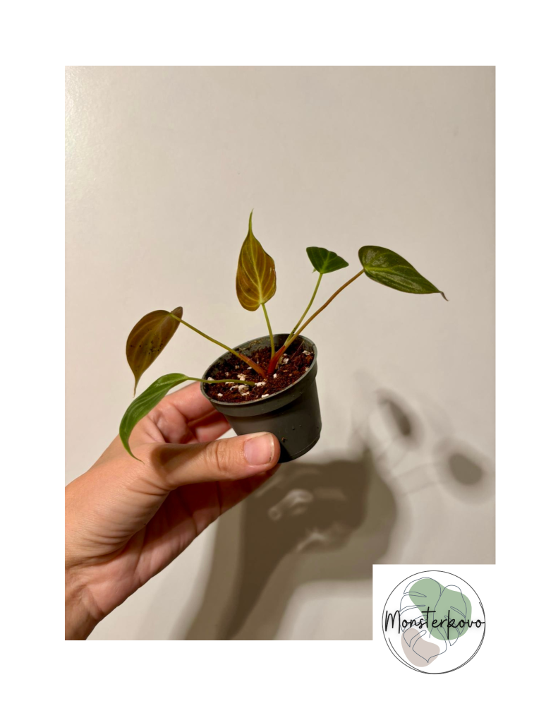 Philodendron rubrijuvenile 'El Choco red' baby