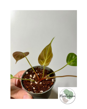 Philodendron rubrijuvenile 'El Choco red' baby