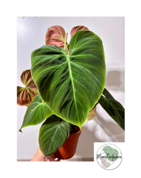 Philodendron rubrijuvenile...