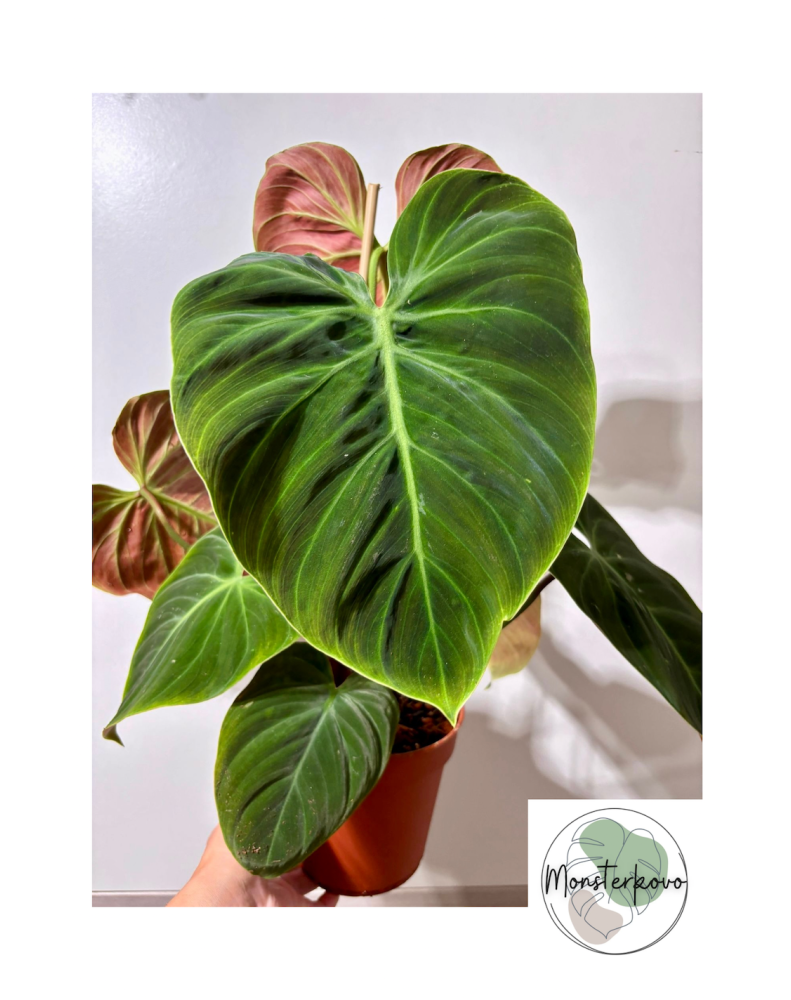 Philodendron rubrijuvenile 'El Choco red' veľký