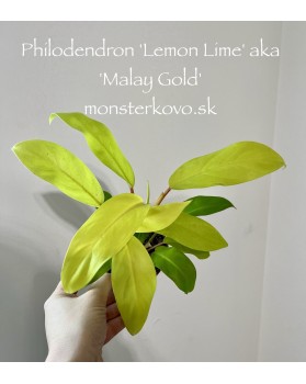 Philodendron 'Lemon Lime'...