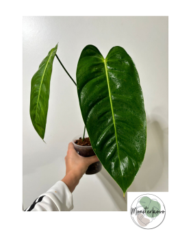 Philodendron esmeraldense...