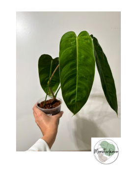 Philodendron esmeraldense narrow