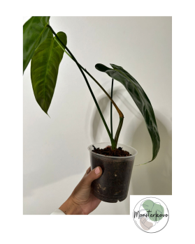 Philodendron esmeraldense narrow