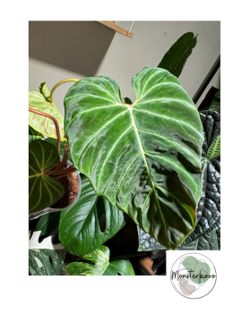 Philodendron verrucosum...