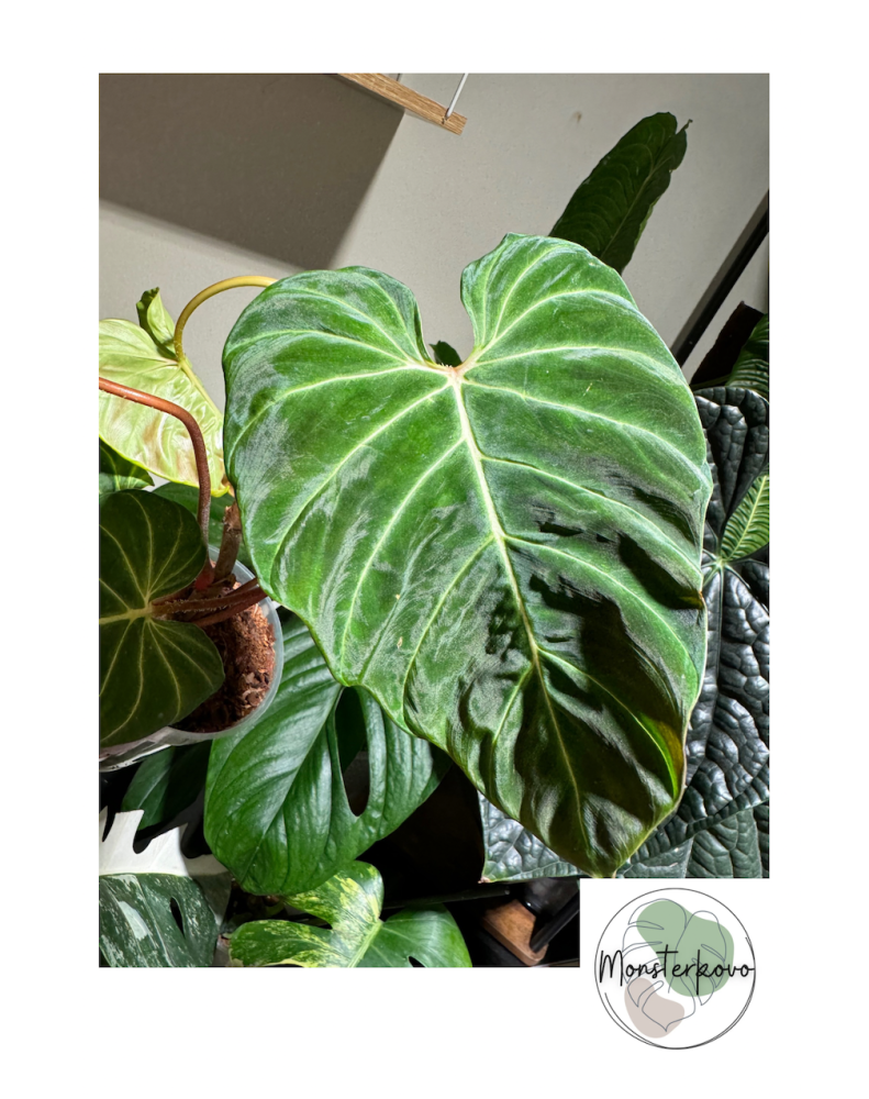 Philodendron verrucosum 'Hummingbird'