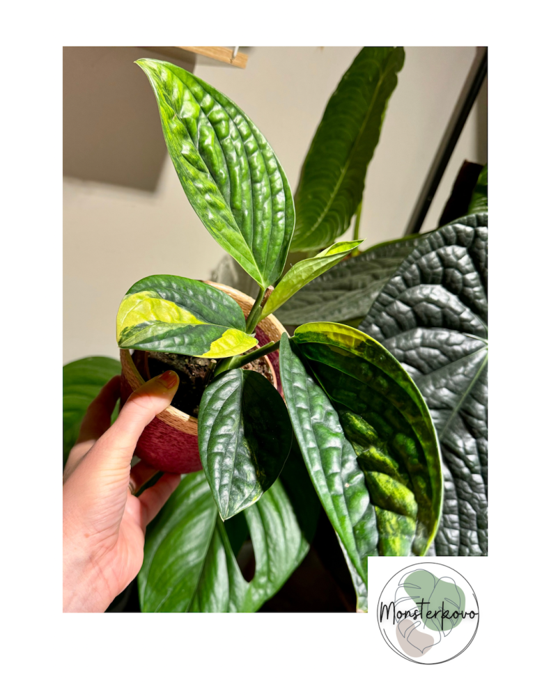 Monstera Karstenianum 'Peru' Variegata