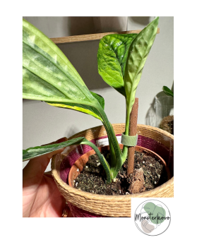 Monstera Karstenianum 'Peru' Variegata