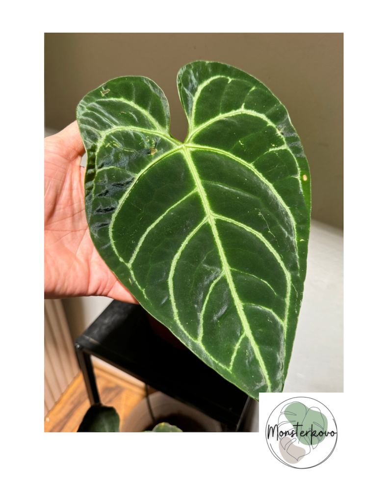 Anthurium Regale M