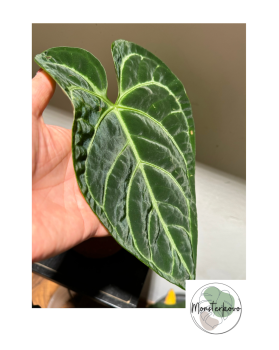 Anthurium Regale M