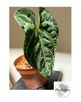 Anthurium Regale M