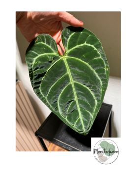 Anthurium Regale M