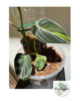 Philodendron melanochrysum...