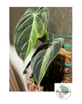 Philodendron melanochrysum variegata