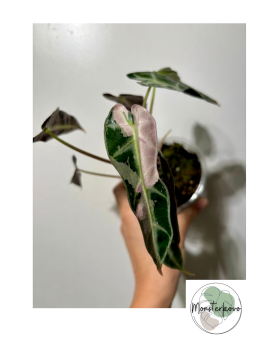 Alocasia bambino pink variegata