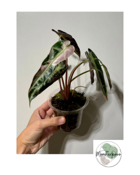 Alocasia bambino pink variegata