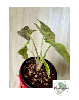 Alocasia Polly variegata