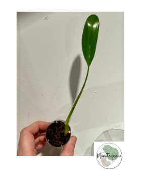 Philodendron bernardopazii...