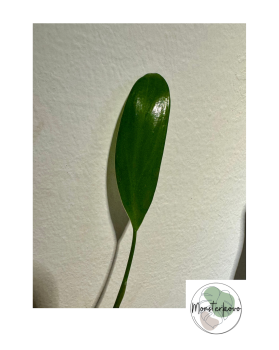 Philodendron bernardopazii narrow