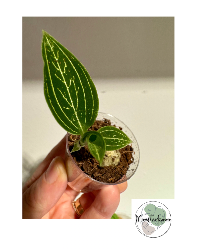 Ludisia discolor Alba baby (Jewel Orchid)