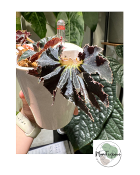 Begonia Black Fang