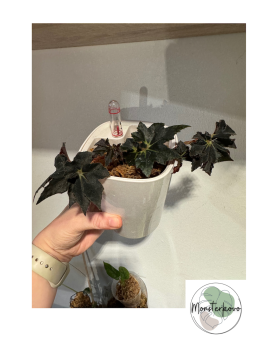 Begonia Black Fang