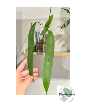 Anthurium vittarifolium v pone