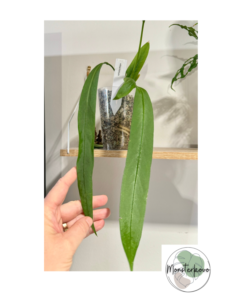 Anthurium vittarifolium v pone