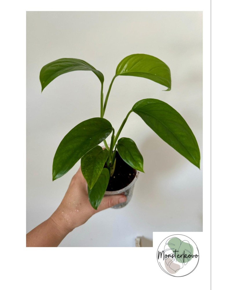 Monstera obliqua suriname forma