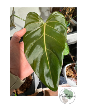 Philodendron gloriosum x...