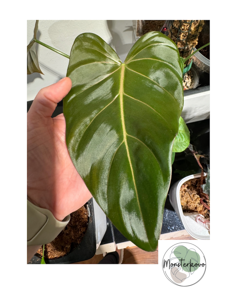 Philodendron gloriosum x 'McDowell'