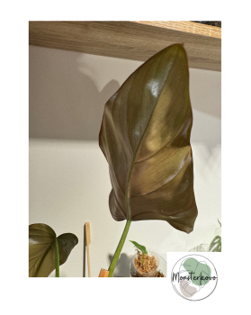 Philodendron gloriosum x 'McDowell'