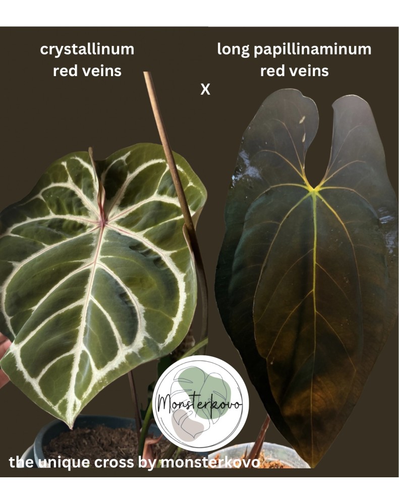 Semienko Anthurium crystallinum red veins x papillinaminum long with red veins (monsterkovo cross)