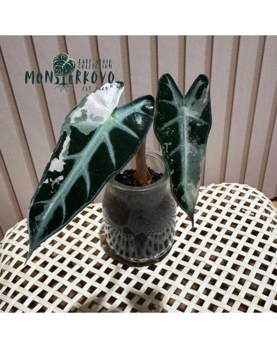 Alocasia amazonica bambino...