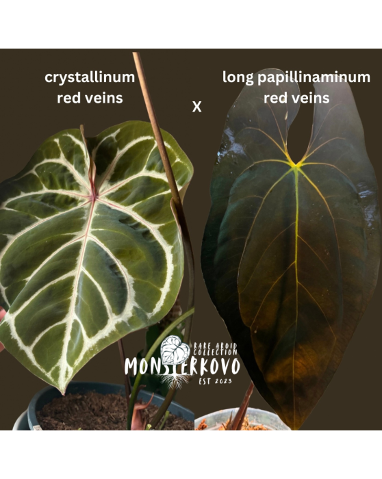 Monsterkovo cross: Anthurium crystallinum red veins x papillinaminum long red veins