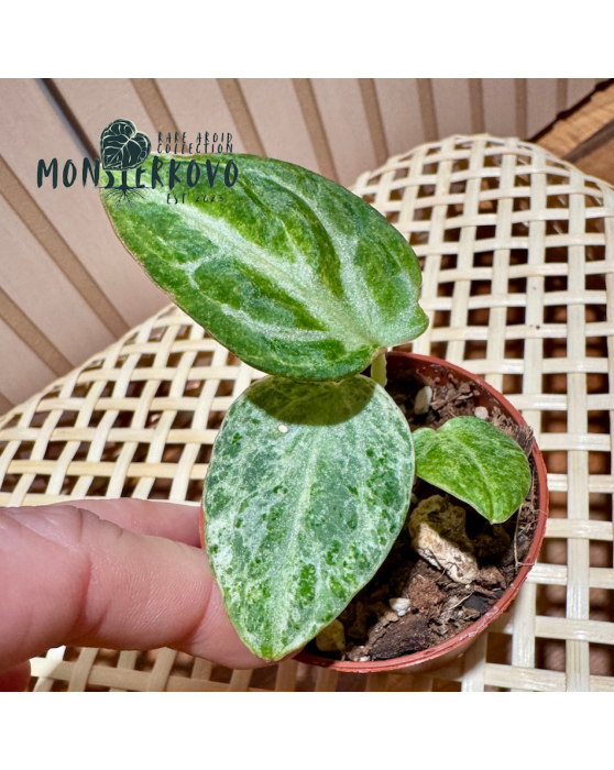 Anthurium Silver Blush 'MINT'