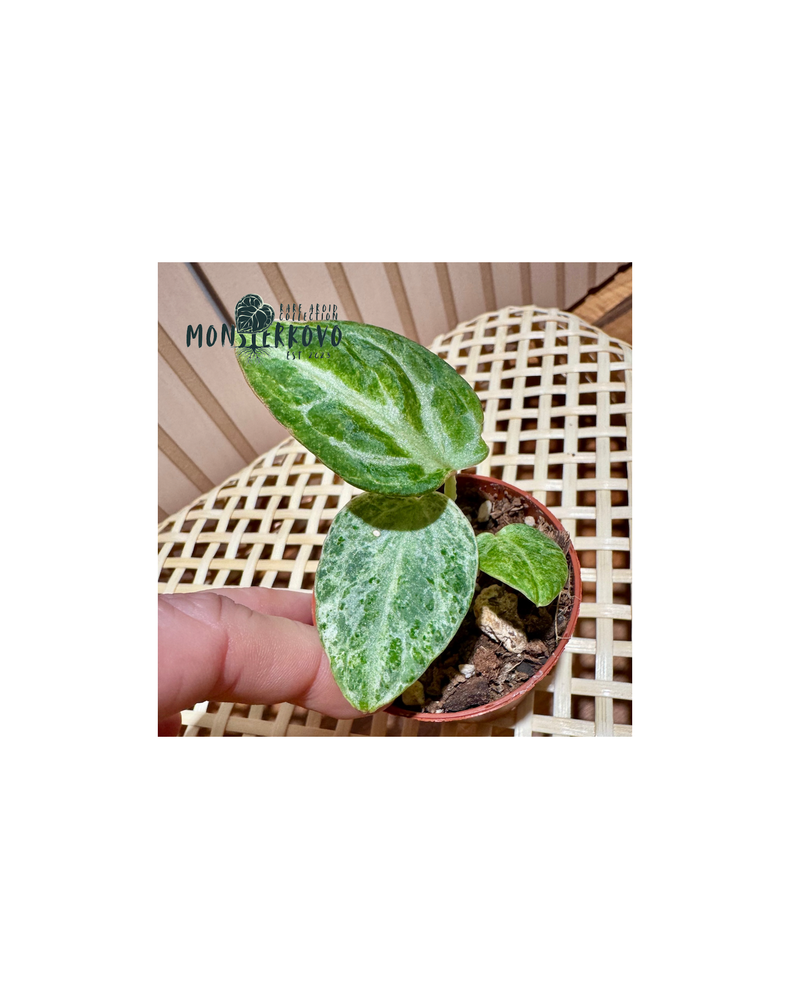 Anthurium Silver Blush 'MINT'