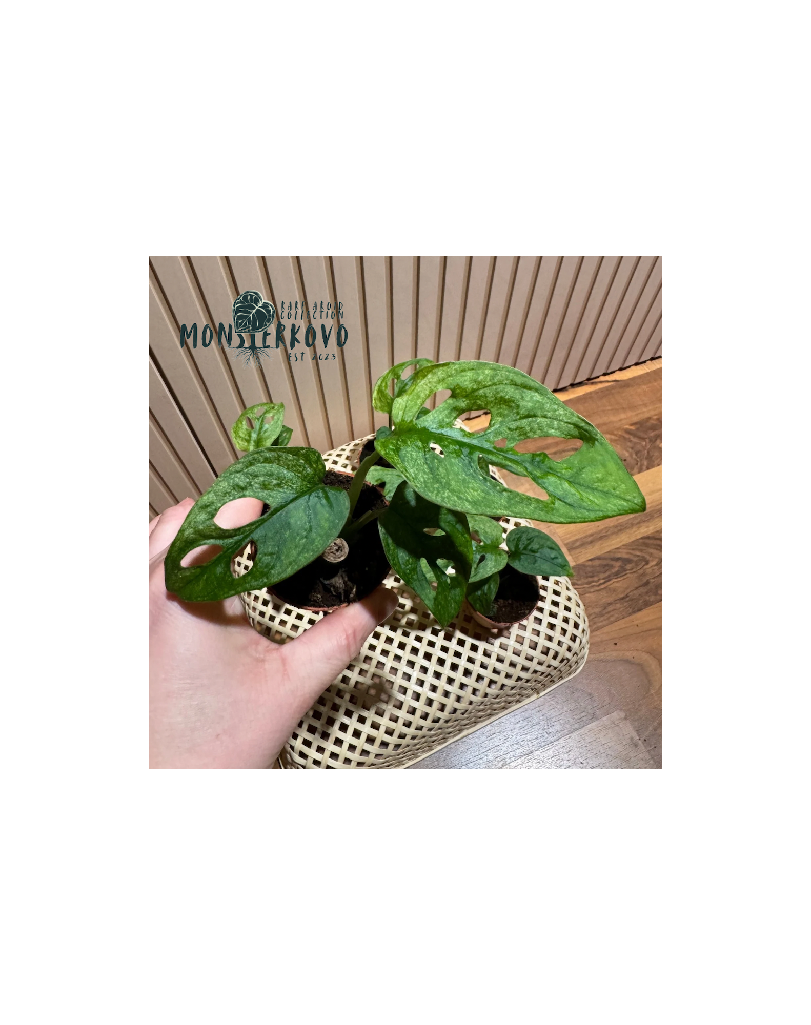 Monstera adansonii Mint variegata