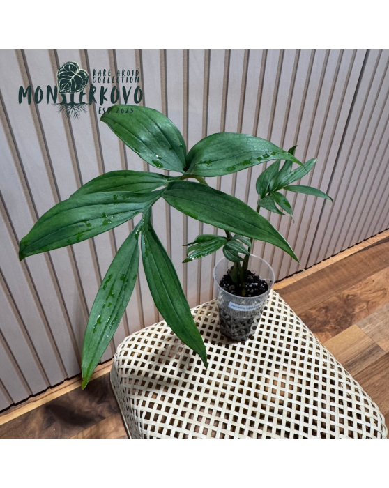 Monstera subpinnata