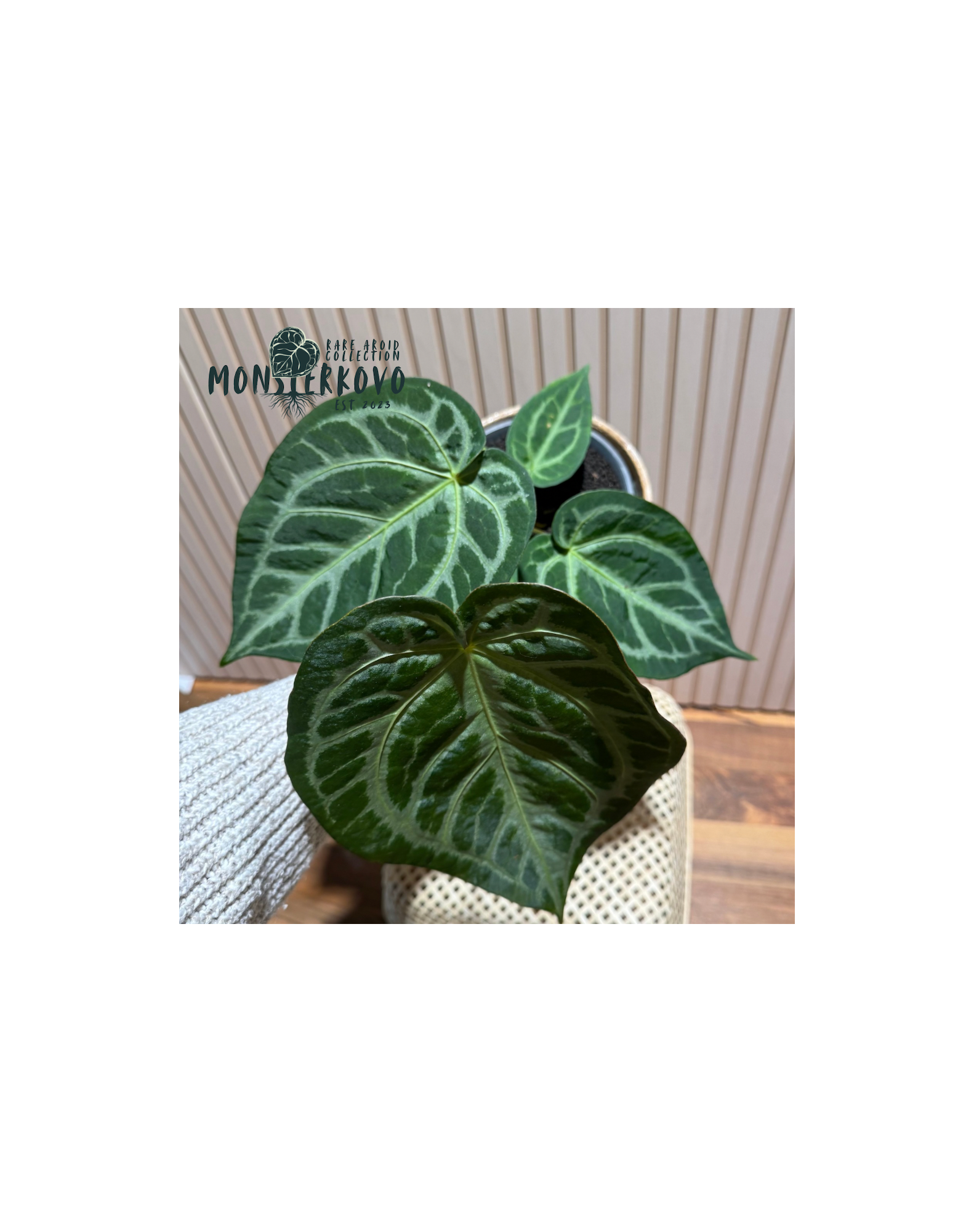 Anthurium magnificum 'Silver'