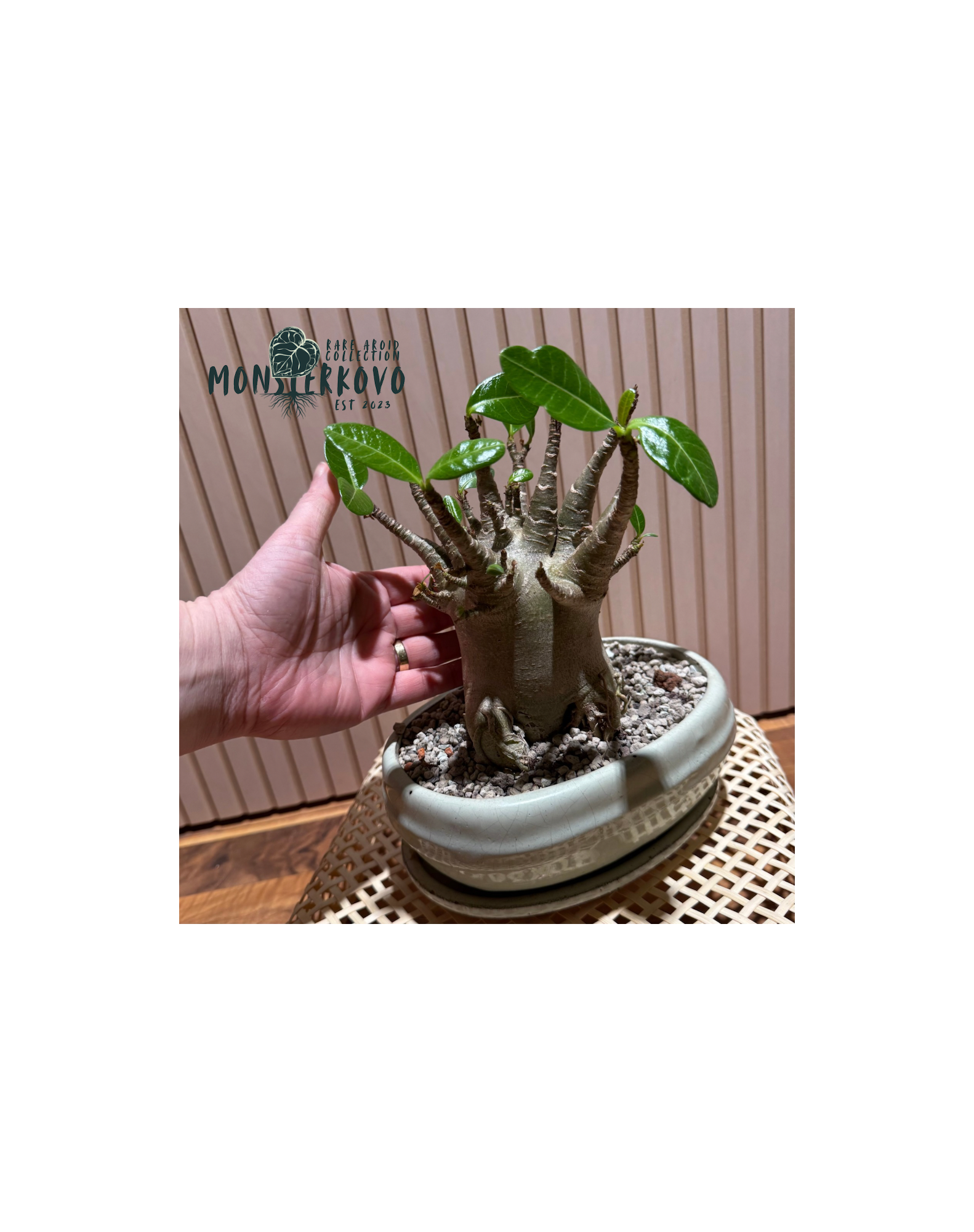 Adenium obesum BAOBAB - BONSAJ