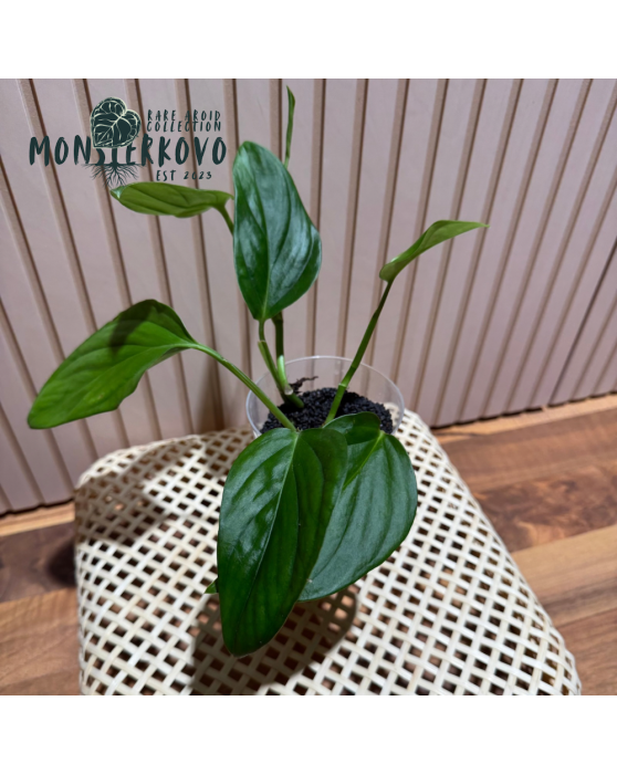 Monstera dissecta (2...