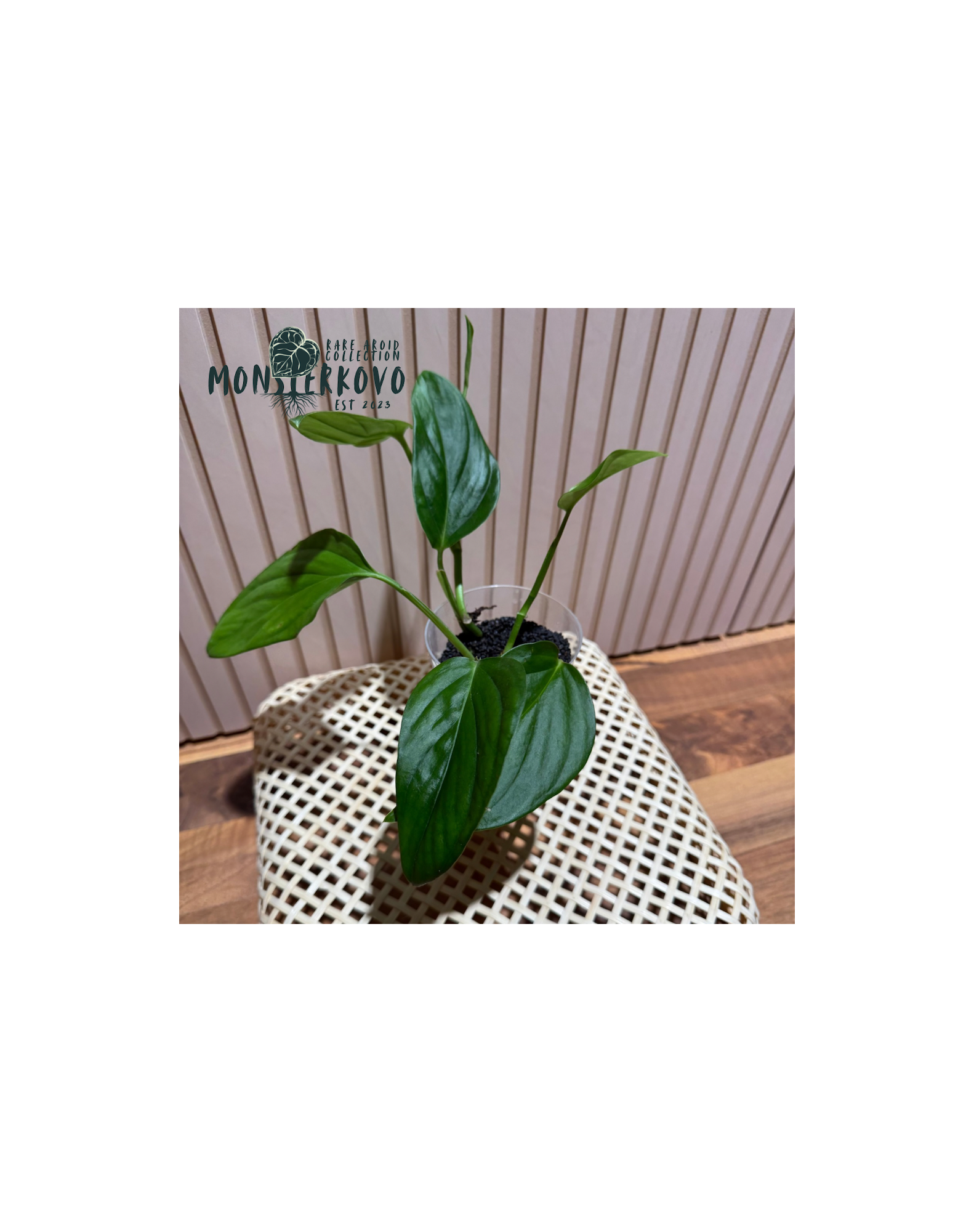 Monstera dissecta (2 rastlinky)