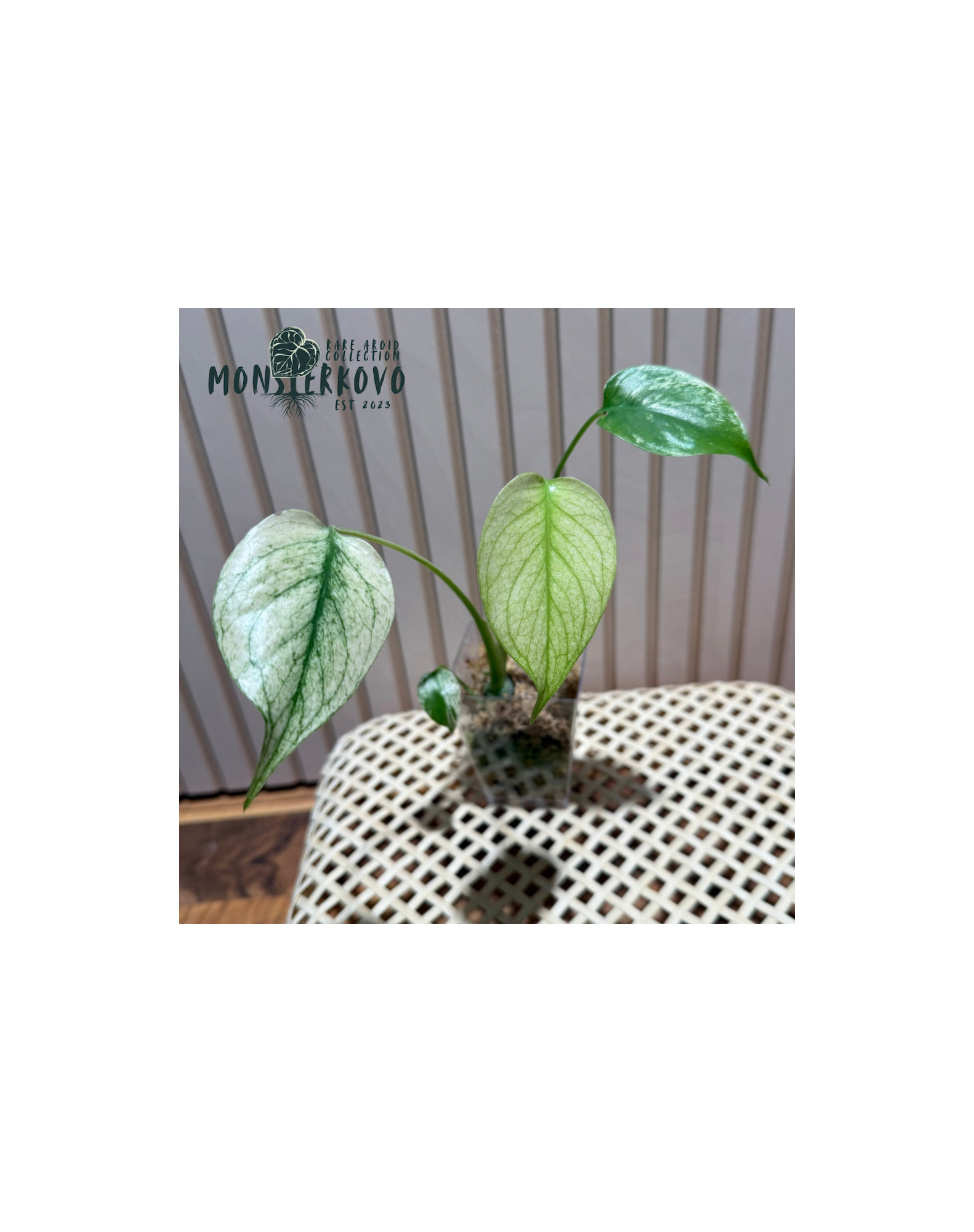 Monstera 'White Monster'