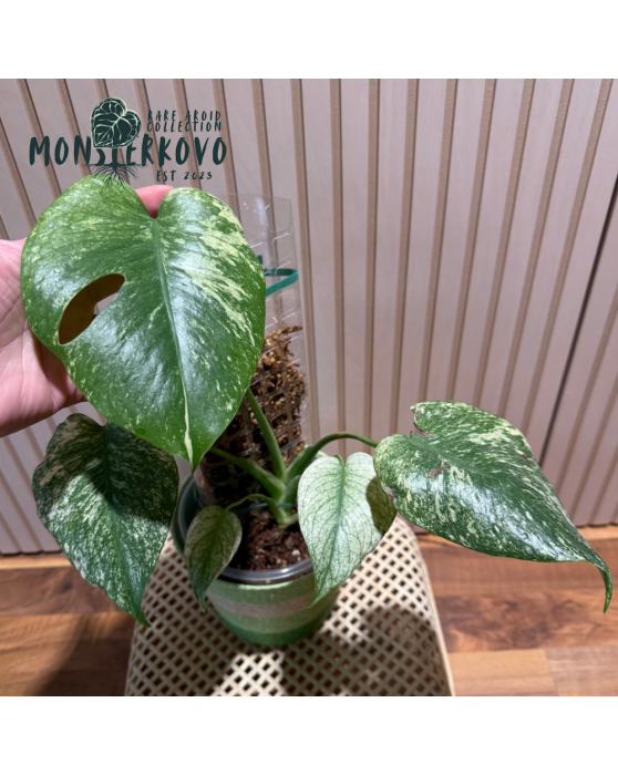 Monstera MINT  s tyčou