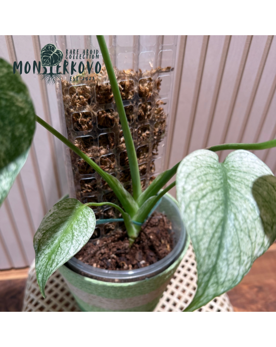 Monstera MINT  s tyčou