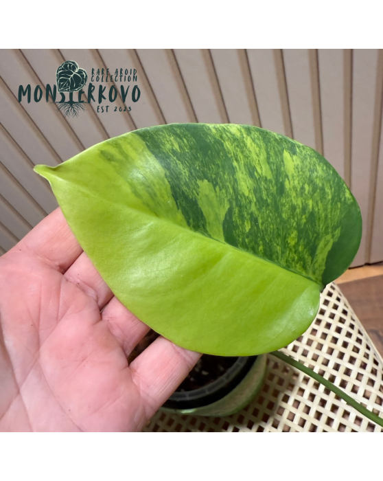 Monstera Aurea variegata